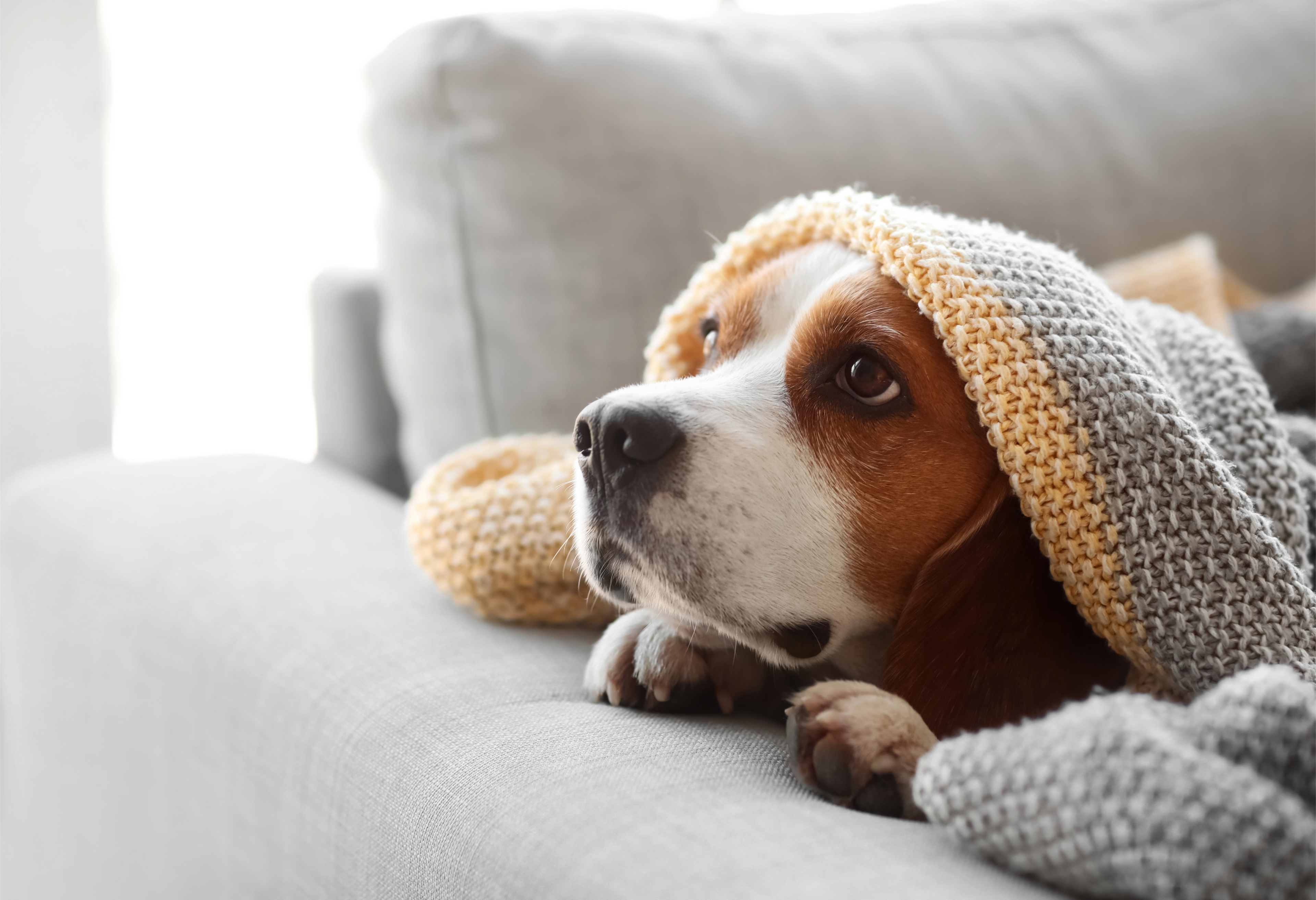 Hund unter einer Decke - Was du bei Durchfall oder Erbrechen tun kannst.
