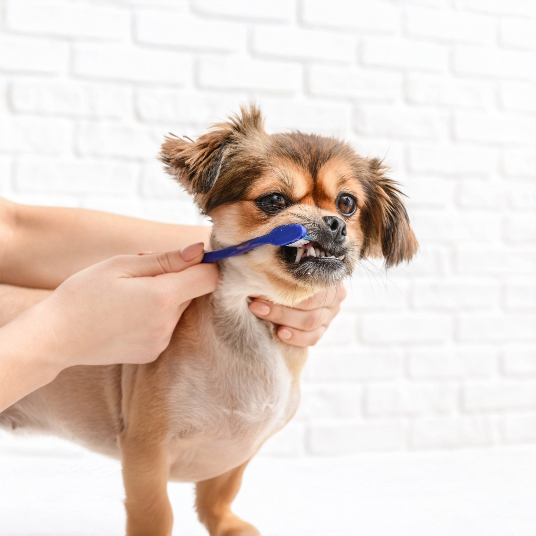 Hund bekommt mit einer Zahnbürste die Zähne geputzt – effektive Maßnahme gegen Zahnstein und für gesunde Maulhygiene