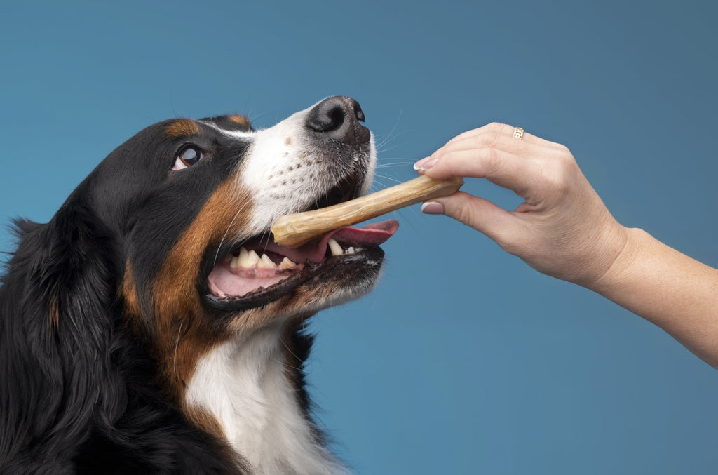 Hund bekommt einen natürlichen Kauartikel – Zahnpflege, Beschäftigung und Kauvergnügen für ein gesundes Hundeleben