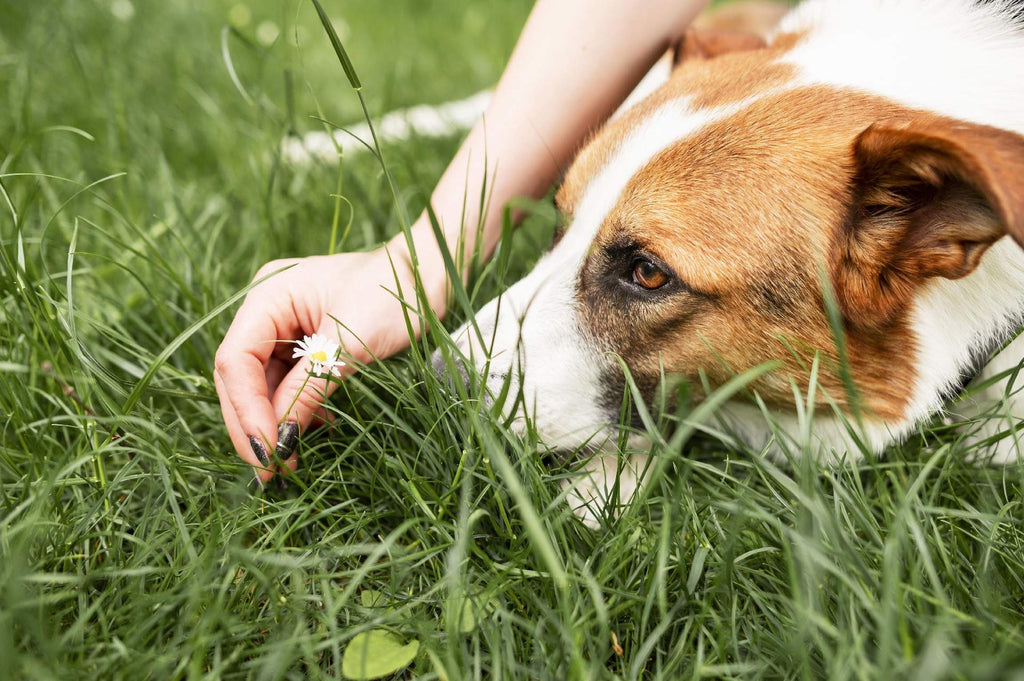 Hund im Grünen mit natürlichem Zeckenschutz – Alternative zu chemischen Mitteln gegen Zecken