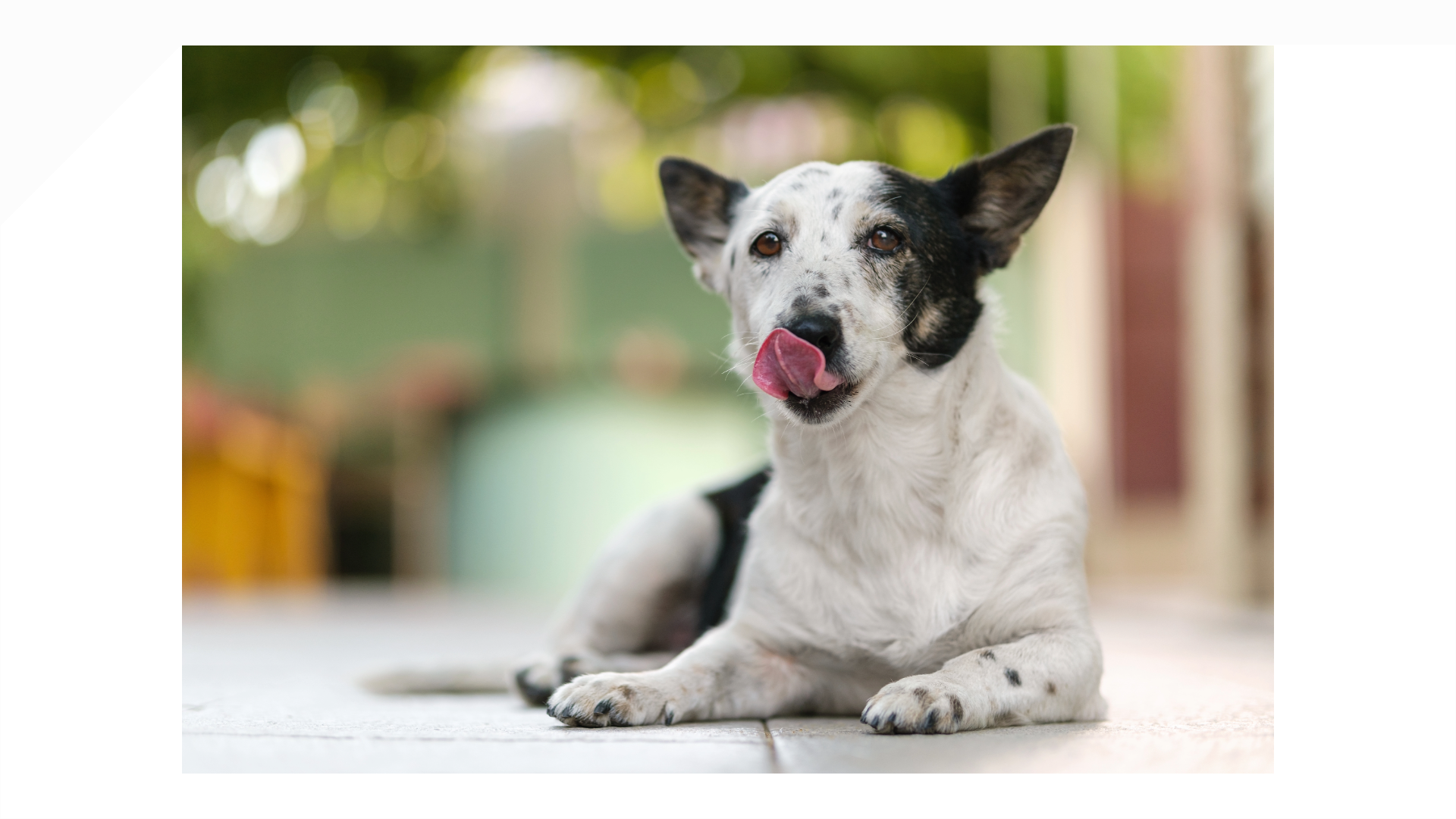 Warum Hunde schlingen und was du tun kannst