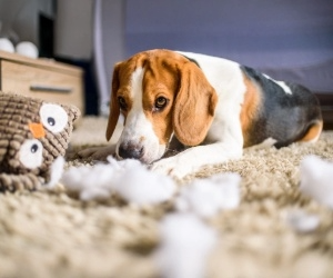 Hund hat Spielzeug zerstört – typisches Beuteverhalten und natürlicher Spieltrieb bei Hunden