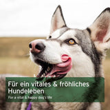 Fröhlicher und vitaler Hund dank AniForte® BARF Complete – unterstützt Gesundheit, Wohlbefinden und Lebensfreude durch eine natürliche und ausgewogene Nährstoffversorgung.