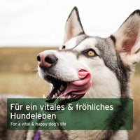 Fröhlicher und vitaler Hund dank AniForte® BARF Complete – unterstützt Gesundheit, Wohlbefinden und Lebensfreude durch eine natürliche und ausgewogene Nährstoffversorgung.