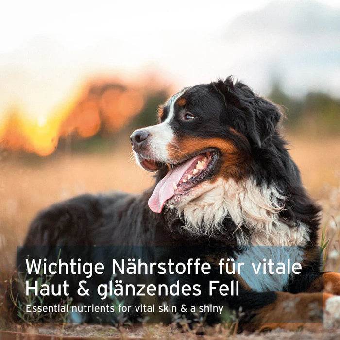 Gesunder Hund im Sonnenuntergang – AniForte® Bierhefe liefert wichtige Nährstoffe für vitale Haut und glänzendes Fell