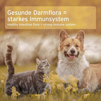 Glücklicher Hund und Katze in herbstlicher Natur – AniForte® Naturmoor unterstützt eine gesunde Darmflora und stärkt das Immunsystem