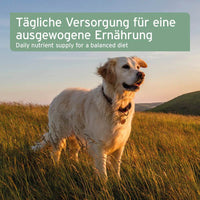 Hund in der Natur mit dem Text "Tägliche Versorgung für eine ausgewogene Ernährung" im Hintergrund. Bild zeigt einen Hund, der für eine ausgewogene Ernährung und tägliche Nährstoffversorgung sorgt.