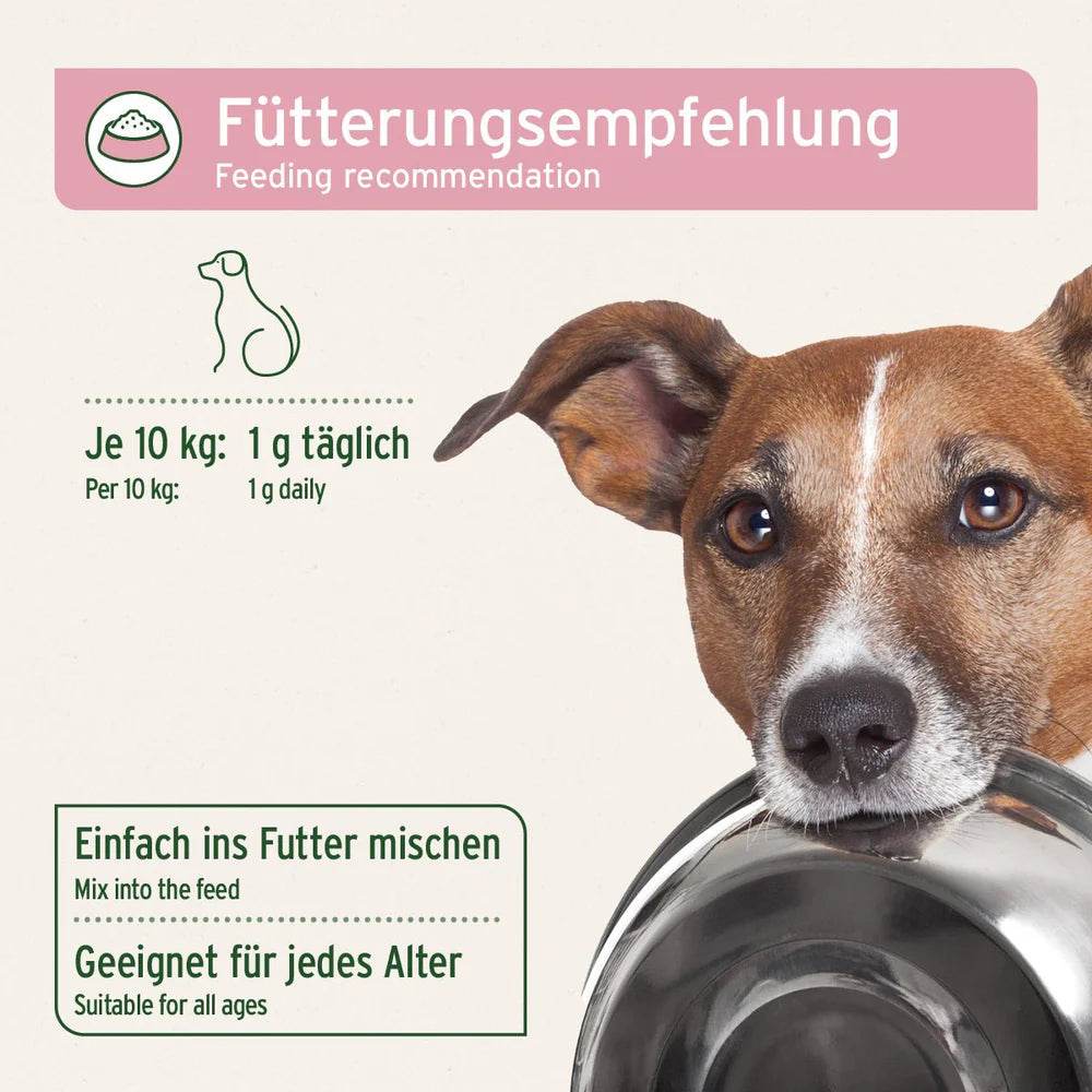 Das Bild zeigt eine Fütterungsempfehlung für Hunde. Die empfohlene Dosierung beträgt 1 g täglich pro 10 kg Körpergewicht des Hundes. Es wird empfohlen, das Pulver einfach ins Futter zu mischen, und es ist für Hunde jeden Alters geeignet. Ein Hundebild zeigt den Hund, der den Futternapf hält.