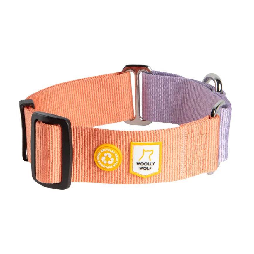 Martingale-Hundehalsband aus 100 % recyceltem RPET – sicheres, atmungsfreundliches und stylisches Trainingshalsband mit nickelfreien Metallteilen, ideal für sensible oder aktive Hunde.