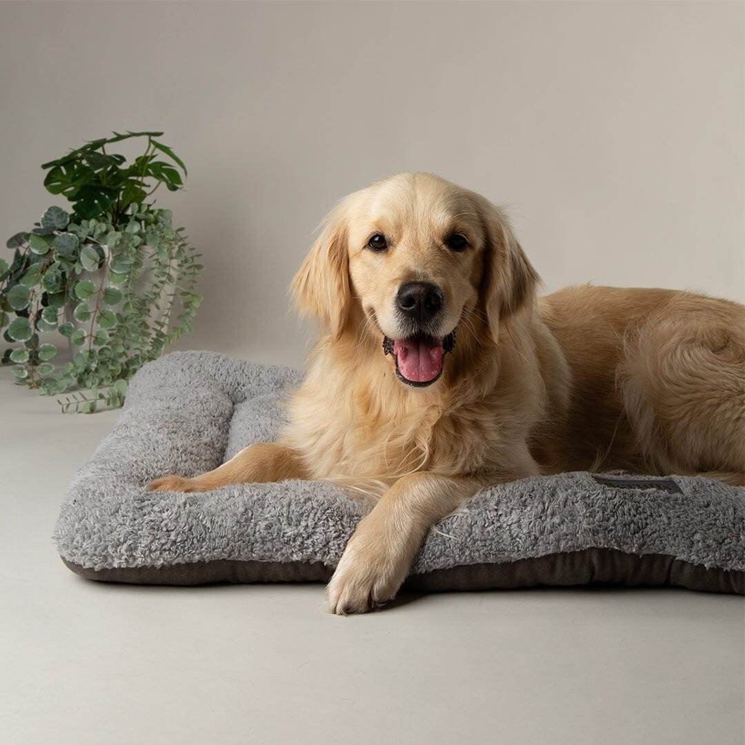 Hund liegt auf der beidseitig verwendbaren Hundematte – eine Seite aus Wildlederimitat und die andere aus weichem Plüsch für ultimativen Komfort in verschiedenen Jahreszeiten.