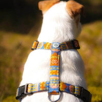 Hund trägt das Woolly Wolf Nightless Night Geschirr bei einem nächtlichen Spaziergang, sichtbar dank der reflektierenden Streifen.