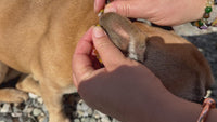 Hund bekommt eine Amberdog Bernsteinkette als natürlichen Zeckenschutz angelegt, einfache Anwendung und angenehmer Tragekomfort.