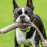Hund trägt das bunte Spiely Hundespielzeug aus Segeltau im Maul – ideal für sicheres, robustes Apportieren und Spielen im Freien.