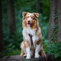 Das Woodland Hundegeschirr von Woolly Wolf, getragen von einem Hund, zeigt die perfekte Passform und den Komfort des Geschirrs bei Outdoor-Aktivitäten. Das Geschirr ist aus 100% recyceltem Polyester gefertigt und verfügt über reflektierende Elemente für bessere Sichtbarkeit