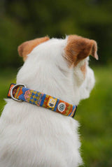 Hund mit Woolly Wolf Halsband Nightless Night – nachhaltiges Halsband aus recyceltem Material in buntem Design, getragen beim Spaziergang im Grünen