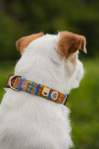 Hund mit Woolly Wolf Halsband Nightless Night – nachhaltiges Halsband aus recyceltem Material in buntem Design, getragen beim Spaziergang im Grünen