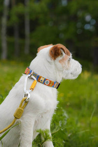 Kleiner weißer Hund mit Woolly Wolf Halsband Nightless Night und Leine im Grünen – nachhaltiges Halsband aus recycelten PET-Flaschen beim Spaziergang