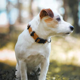 Das Woolly Wolf Halsband Sea to Summit, getragen von einem Hund, bietet perfekten Komfort und Sicherheit bei Outdoor-Aktivitäten. Mit nachhaltigem, recyceltem Polyester und einem nickelfreien D-Ring sorgt es für eine sichere Leinenbefestigung und zusätzlichen Tragekomfort.